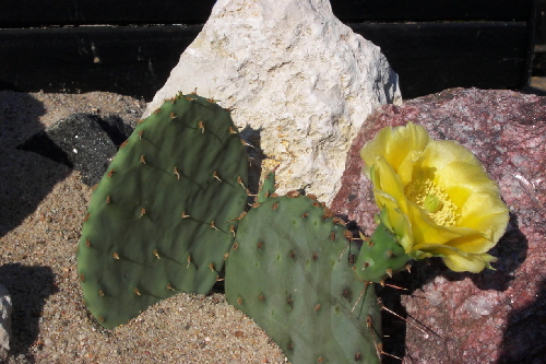 opuntia phaeacantha v.discata z kw. (1)